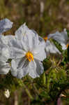 Sticky nightshade